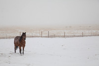 Equine-4826