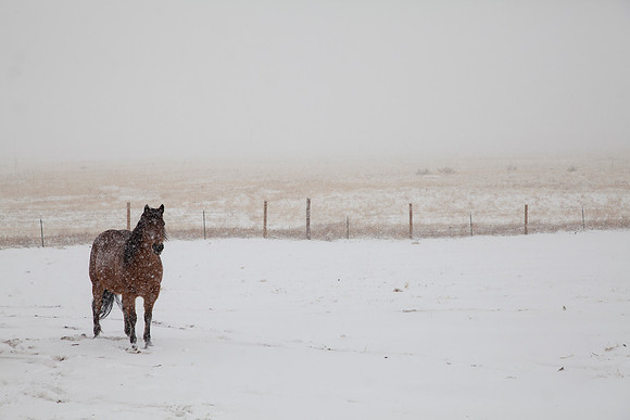 Equine-4826