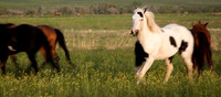 Equine--2
