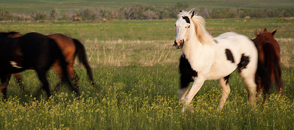 Equine--2