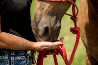Equine