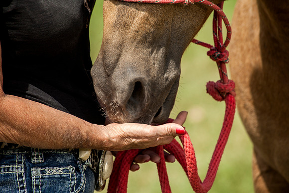 Equine-