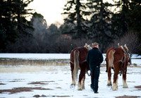Equine-8699
