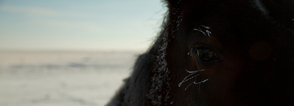 Equine-4904